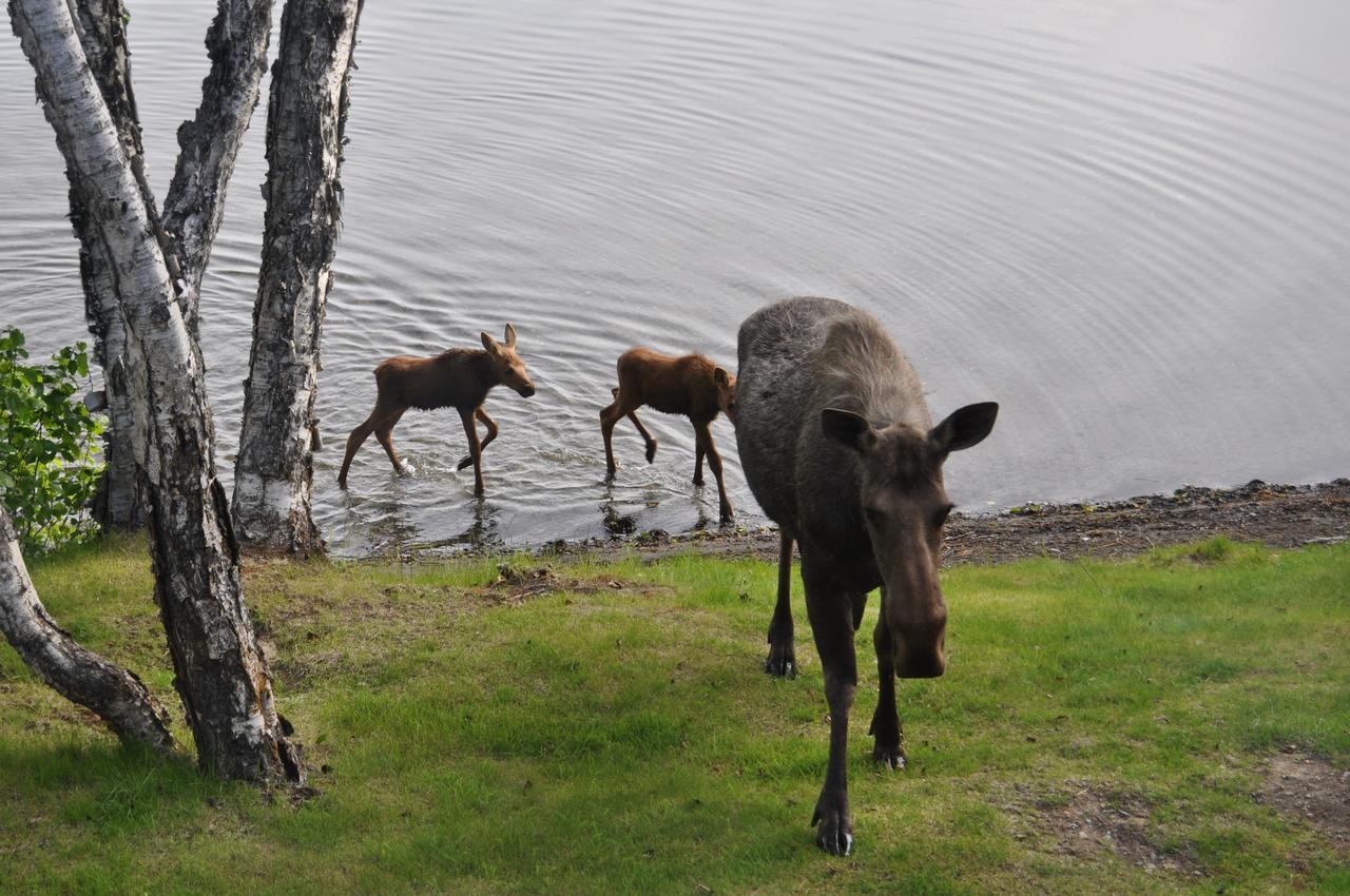 Daniels Lake Lodge Cabins Nikiski Экстерьер фото